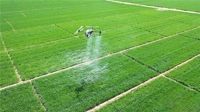 河北省利用植保無人機開展小麥病蟲害防治工作(圖1)